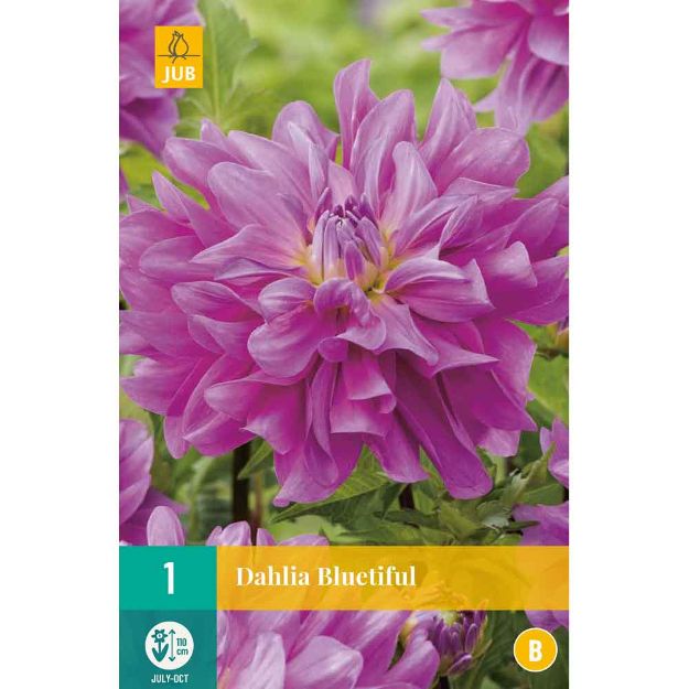 Image de 1 bulbe de fleur de dahlia bluetiful