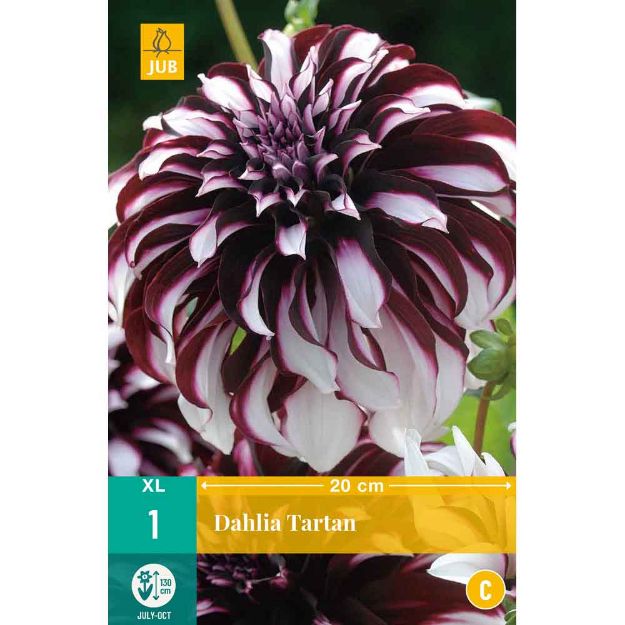 Image de 1 bulbe de fleur de dahlia tartan