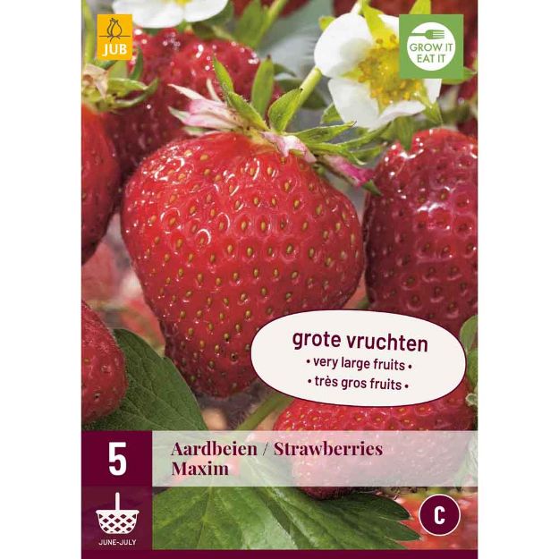 Image de 5 fragaria / fraises maxim i