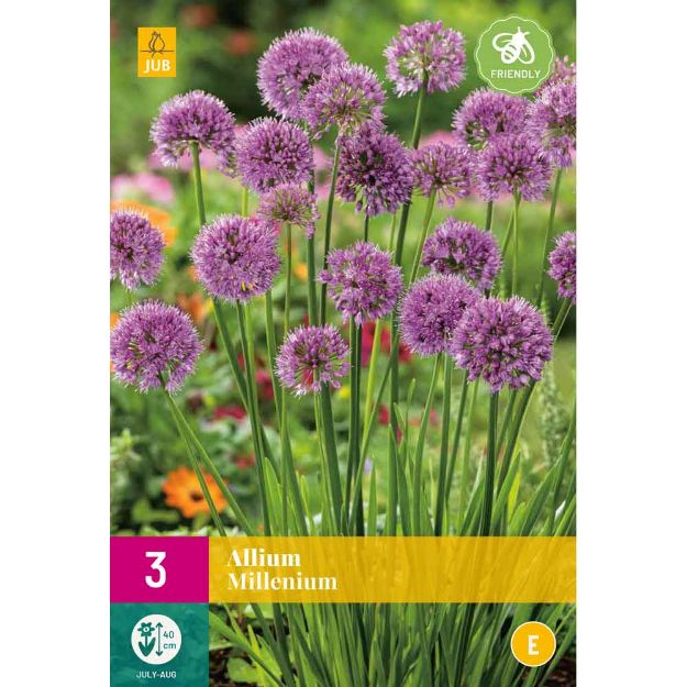 Image de 3 allium millenium i