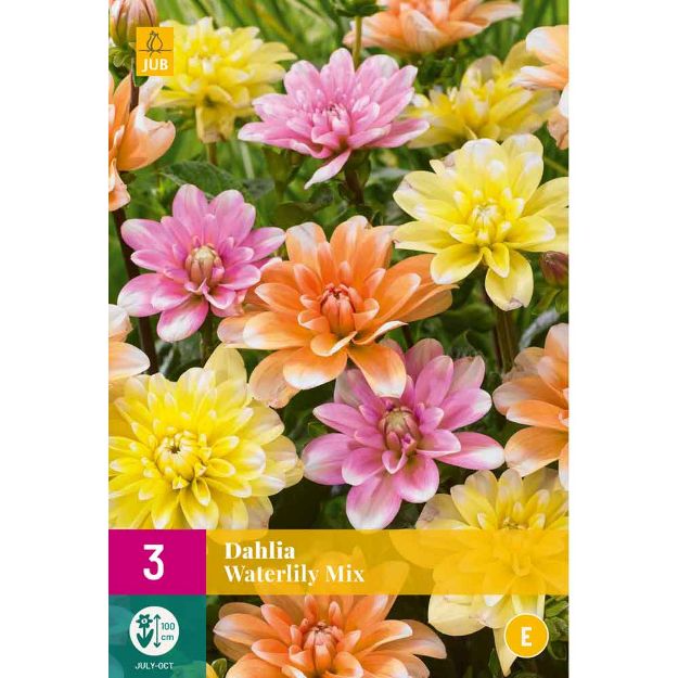 Image de 3 dahlia waterlily mii