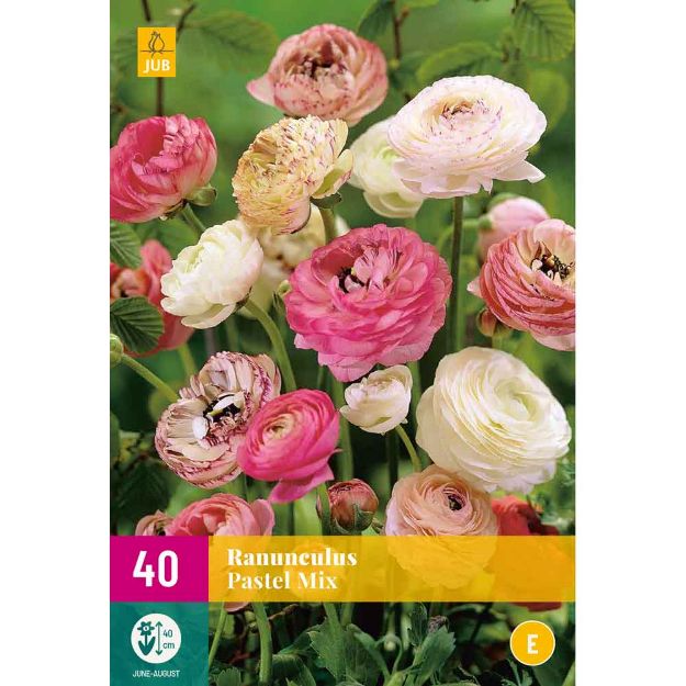 Image de 40 ranunculus pastel mi5/6