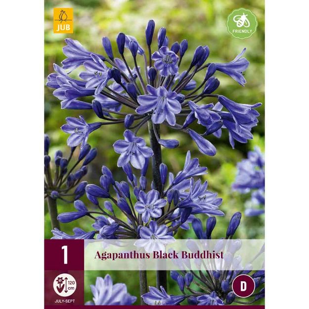 Image de 1 agapanthus black buddhist 1/2