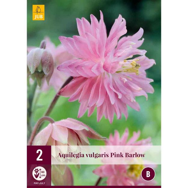 Image de 2 aquilegia pink barlow i