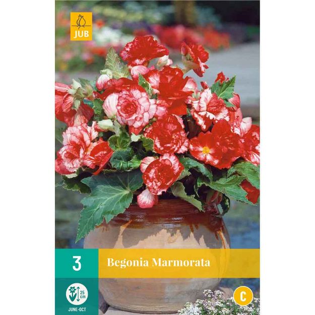 Image de 3 begonia marmorata 5/6