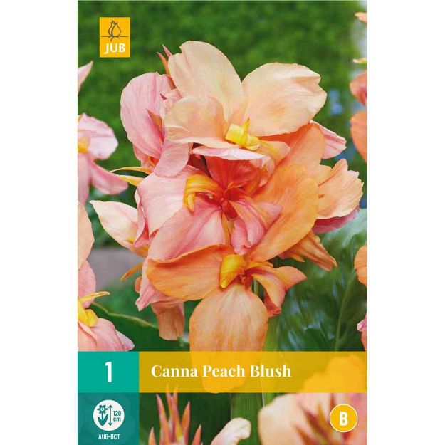 Image de 1 canna peach blush i