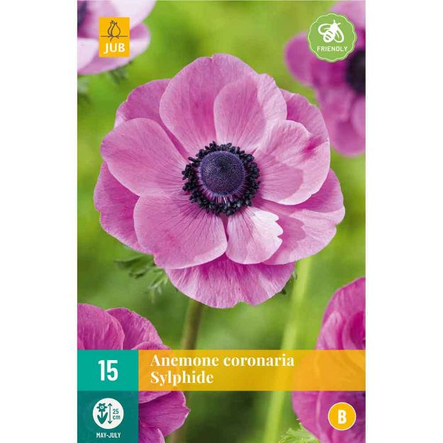 Image de 15 anemone coronaria sylphide vj 5/6