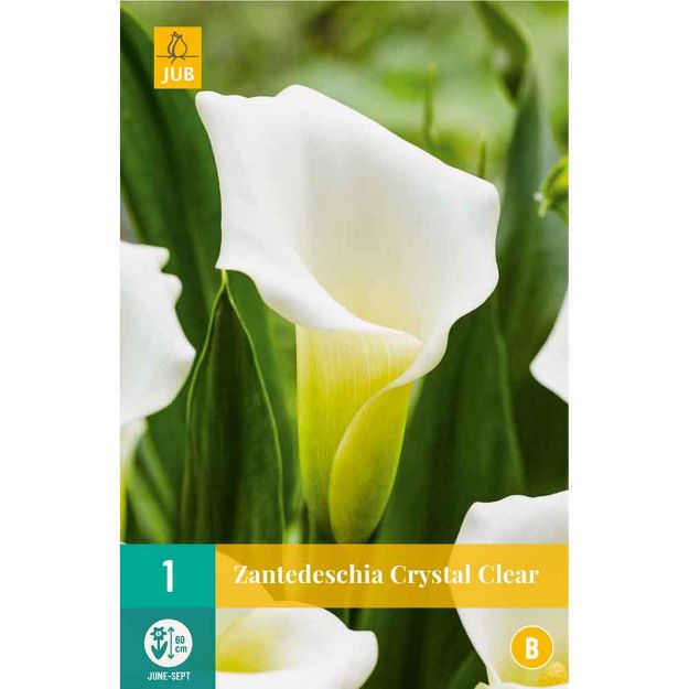 Image de 1 zantedeschia crystal clear 14/16