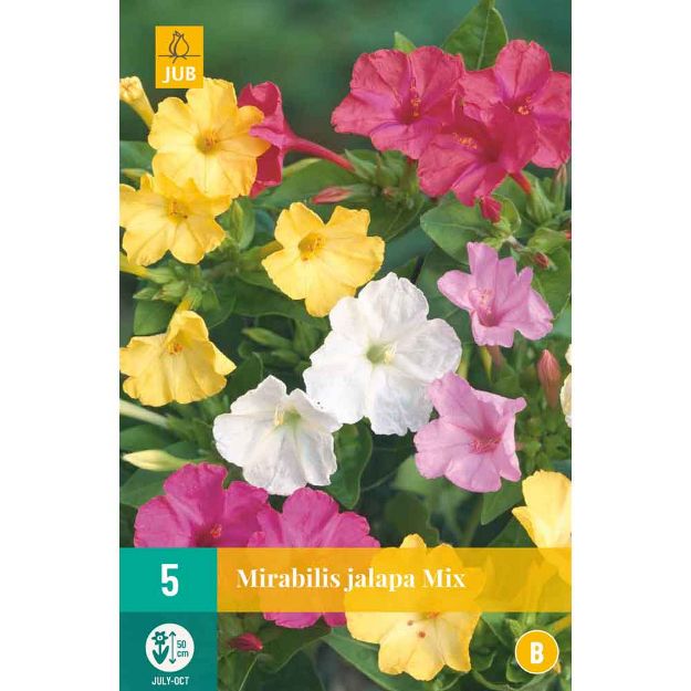 Image de 5 mirabilis jalapa miii