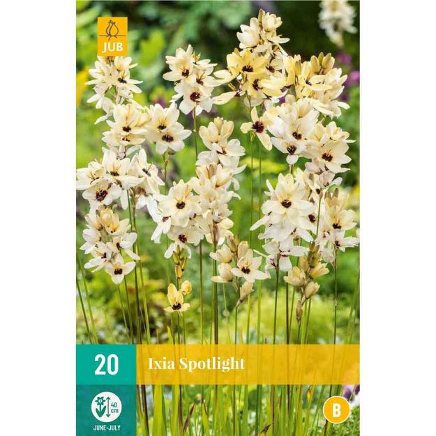 Image de 20 ixia spotlight 5/+