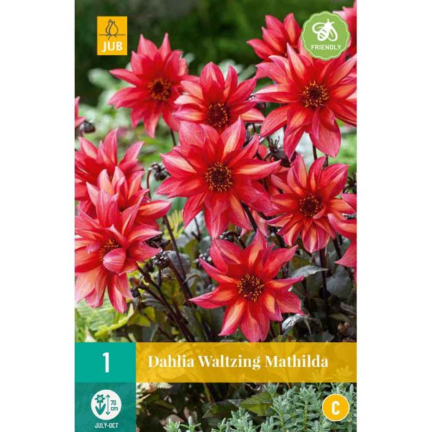 Image de 1 dahlia waltzing mathilda i