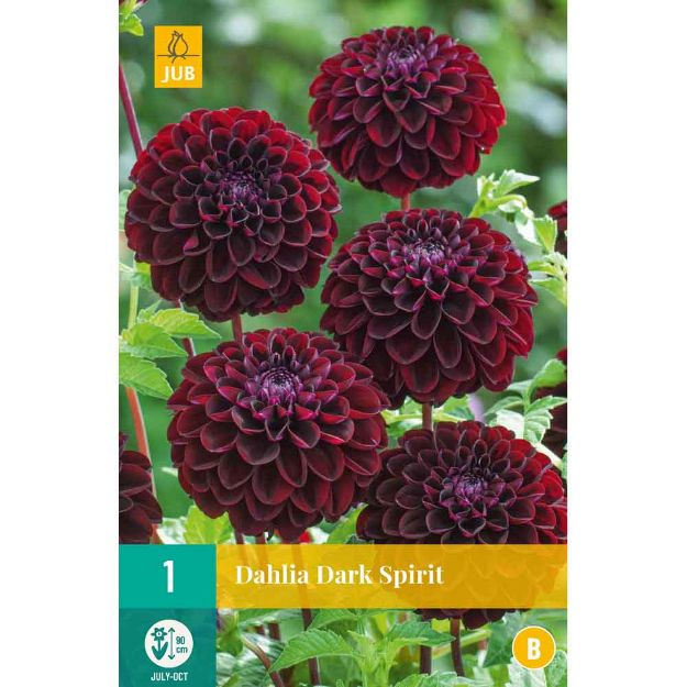 Image de 1 dahlia dark spirit i