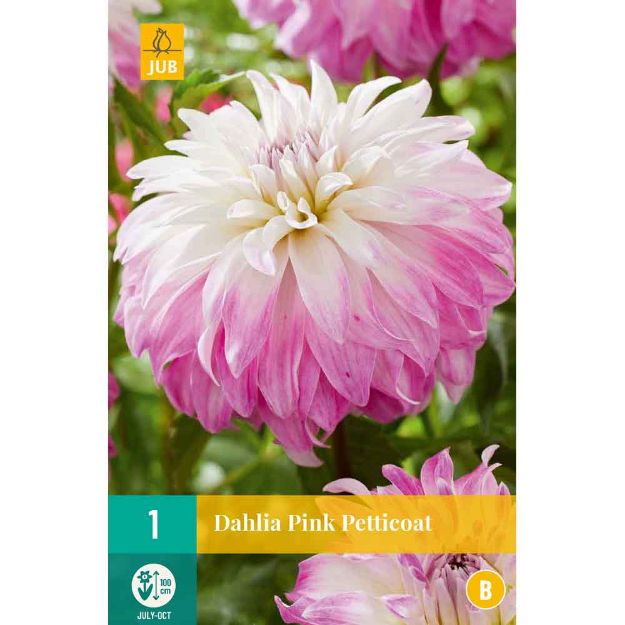 Image de 1 dahlia pink petticoat i