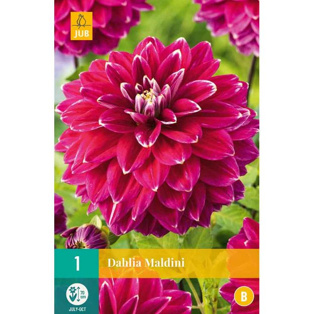 Image de 1 dahlia maldini i