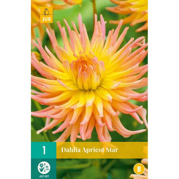 Image de 1 dahlia apricot star i