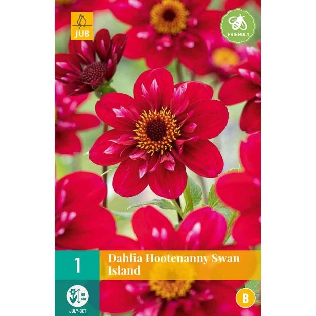 Image de 1 dahlia hootenanny-swan island i