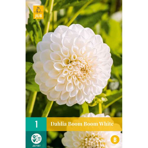 Image de 1 dahlia boom boom white i