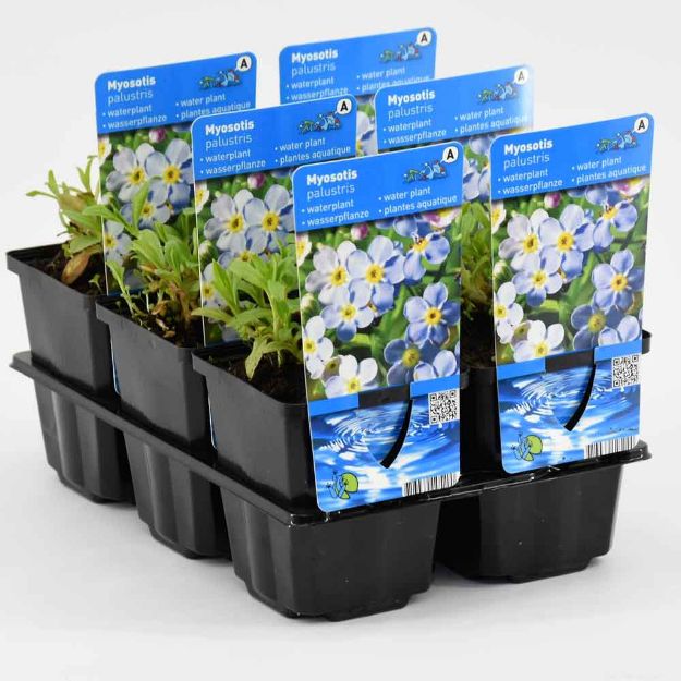 Image de Myosotis palustris Pot 9cm