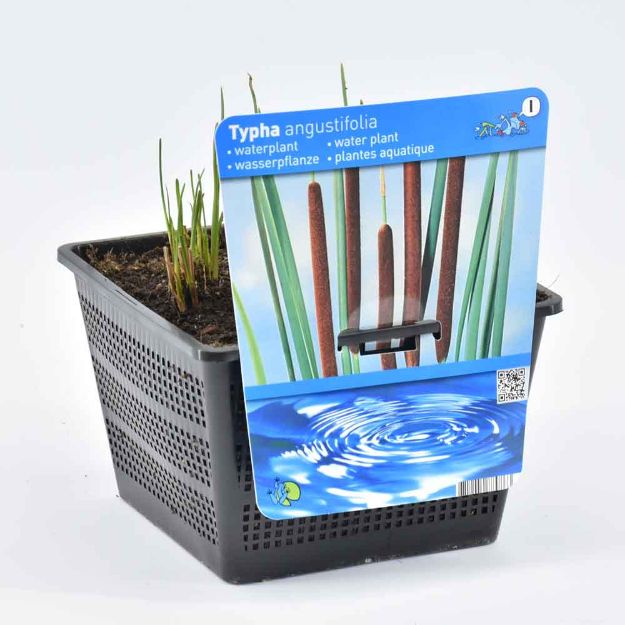 Image de Typha angustifolia Pot 18cm