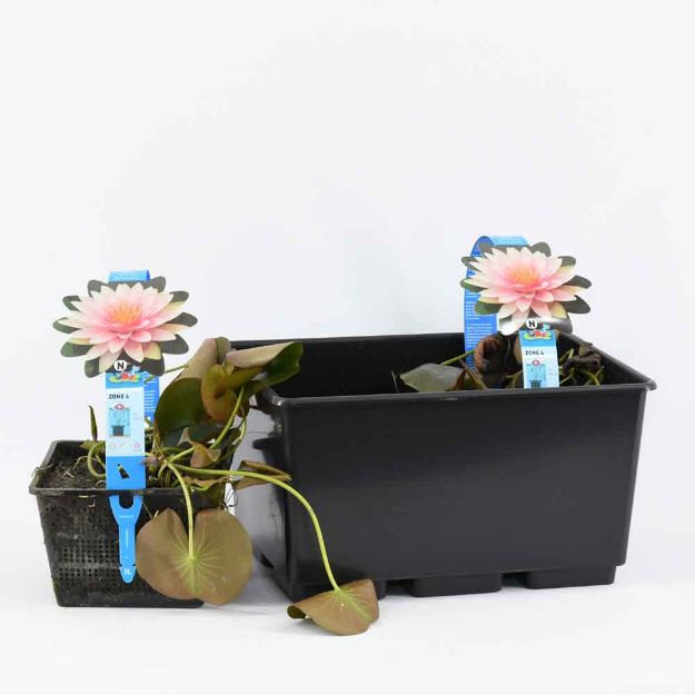 Image de Nymphaea 'M'd Witfron Gonnere'(3L) Pot 3LRose