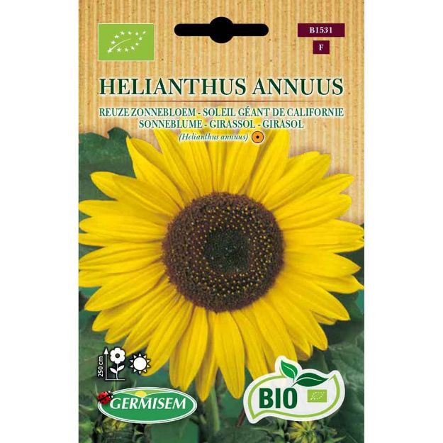 Image de Graines bio d' helianthus (soleil) géant de californie