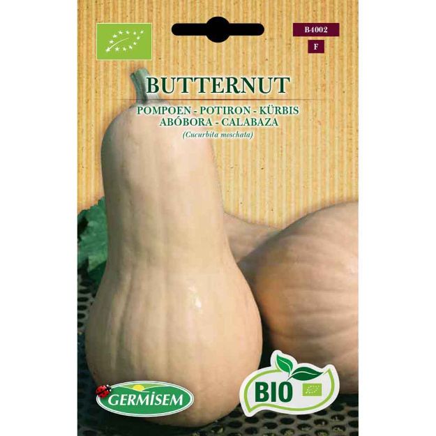 Image de Graines bio de potiron butternut