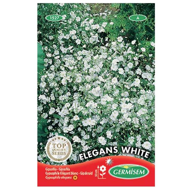 Image de Graines de gypsophile elegant blanc