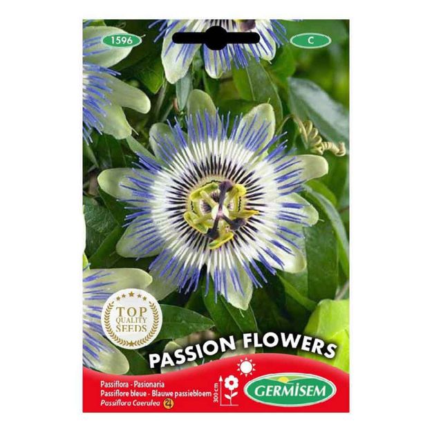 Image de Graines de passiflora caerulea