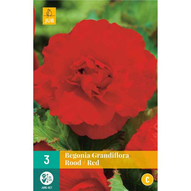 Image de 3 bulbes de fleurs de begonias grandiflora rouge