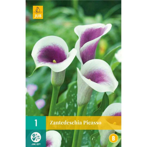 Image de 1 bulbe de fleur de zantedeschia picasso