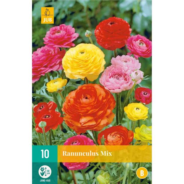 Image de 10 bulbes de fleurs de ranunculus mix