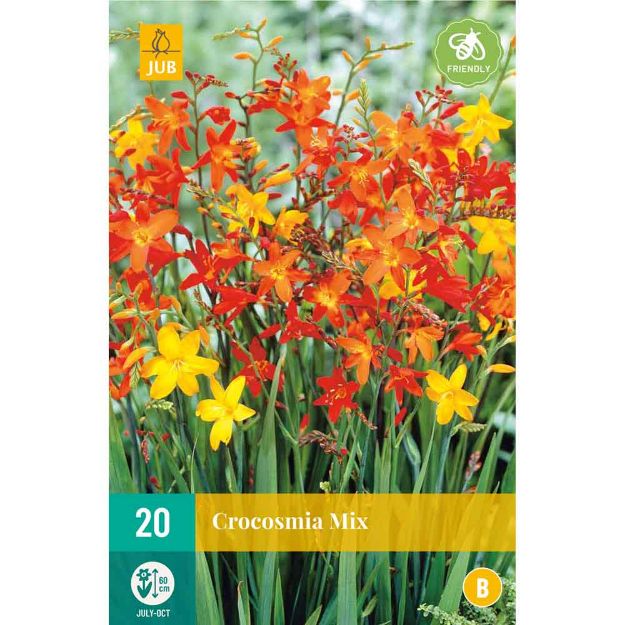 Image de 20 bulbes de fleurs de crocosmias mix