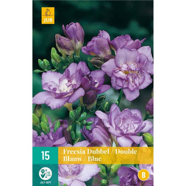 Image de 15 bulbes de fleurs de freesias double bleu