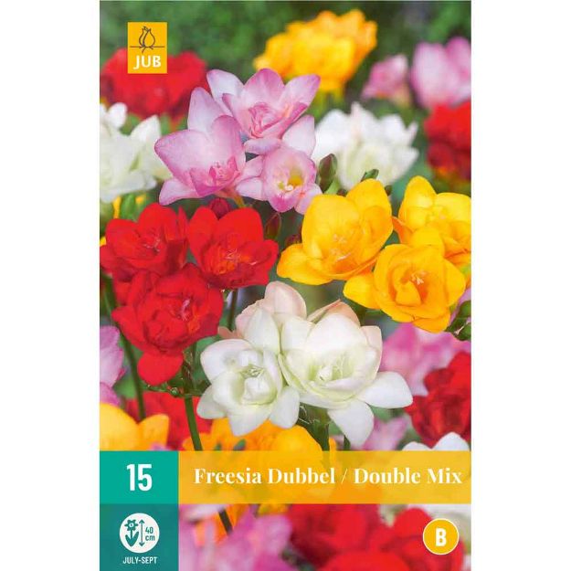 Image de 15 bulbes de fleurs de freesias double mix