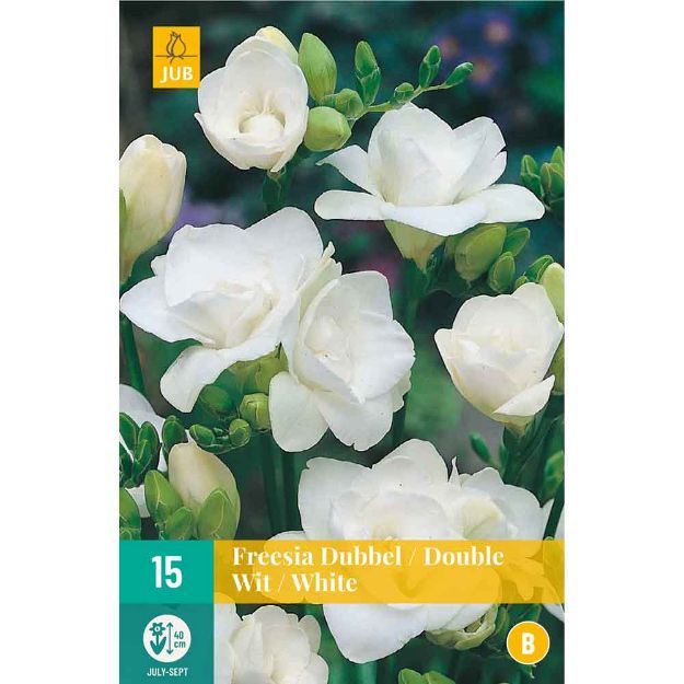 Image de 15 bulbes de fleurs de freesias double blanc