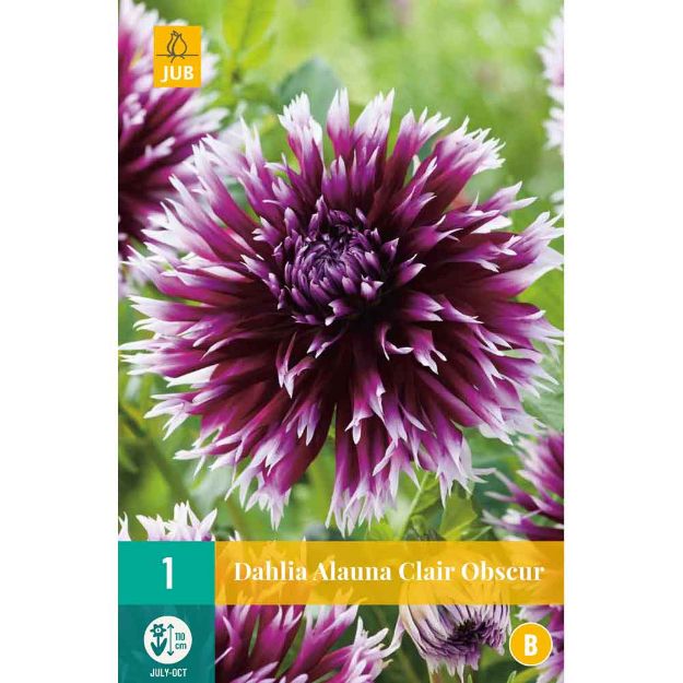 Image de 1 bulbe de fleur de dahlia alauna clair obscur