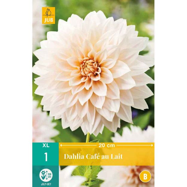 Image de 1 bulbe de fleur de dahlia cafe au lait