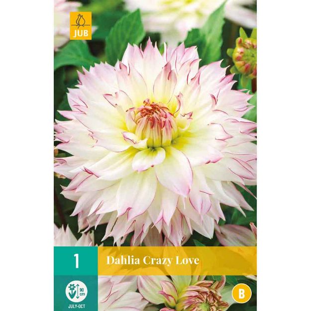 Image de 1 bulbe de fleur de dahlia crazy love