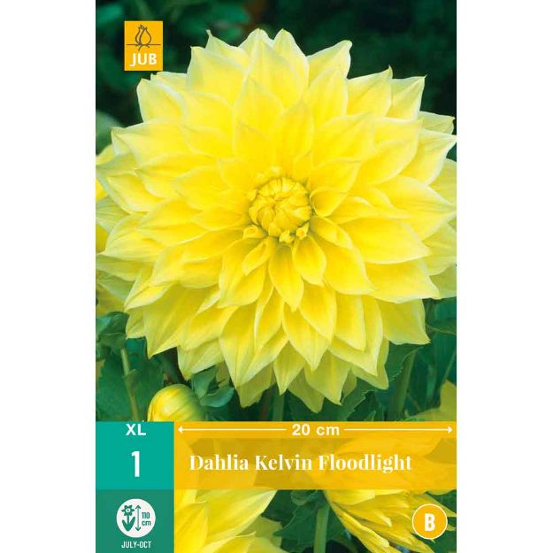 Image de 1 bulbe de fleur de dahlia kelvin floodlight