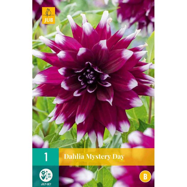 Image de 1 bulbe de fleur de dahlia mystery day