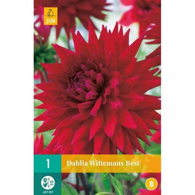 Image de 1 bulbe de fleur de dahlia wittemans best