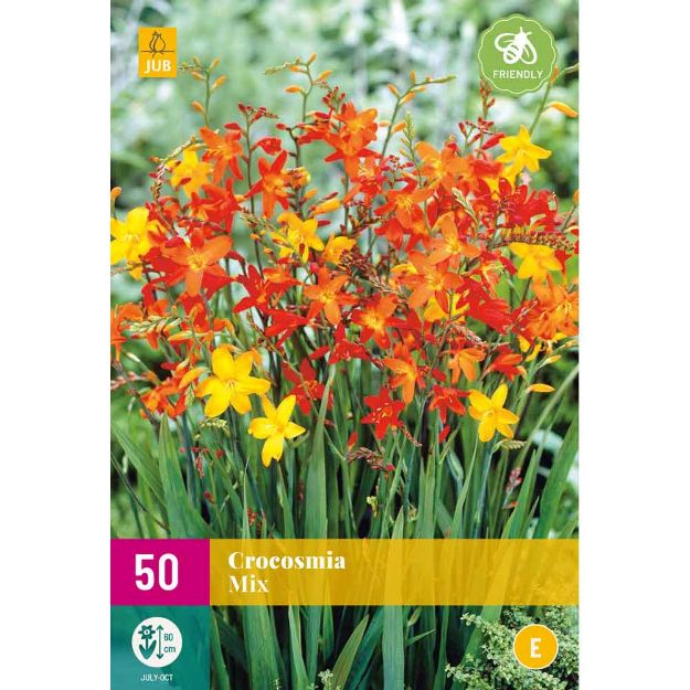 Image de 50 bulbes de fleurs de crocosmias mix