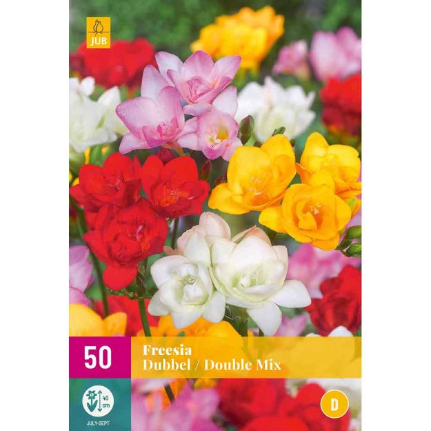 Image de 50 bulbes de fleurs de freesias double mix