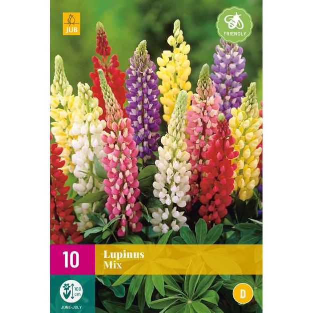 Image de 10 bulbes de fleurs de lupinus mix