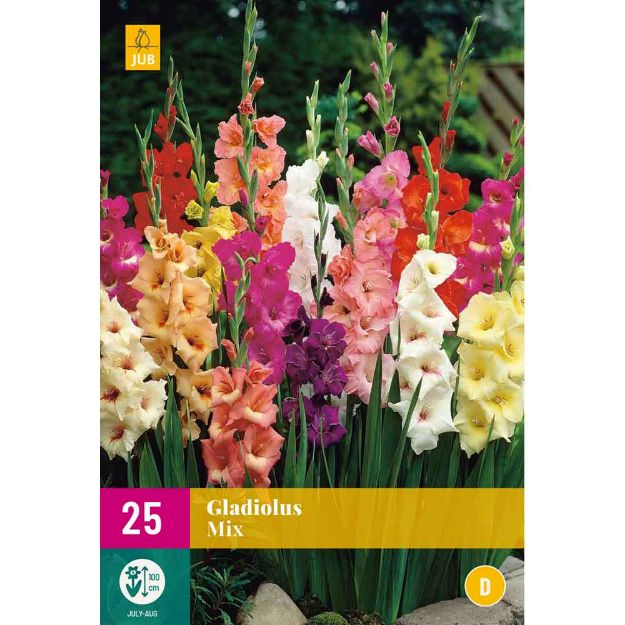 Image de 25 bulbes de fleurs de glaieuls mix