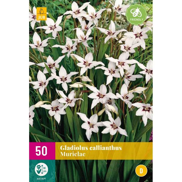 Image de 50 bulbes de fleurs de gladiolus callianthus murielae