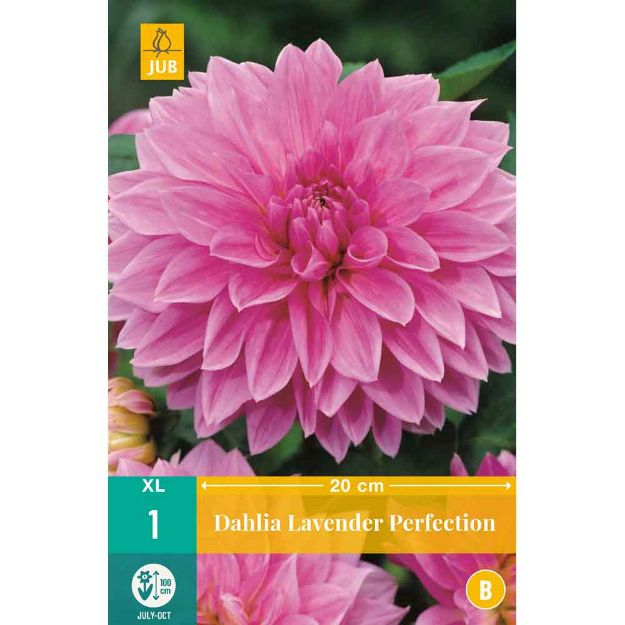 Image de 1 bulbe de fleur de dahlia lavender perfection