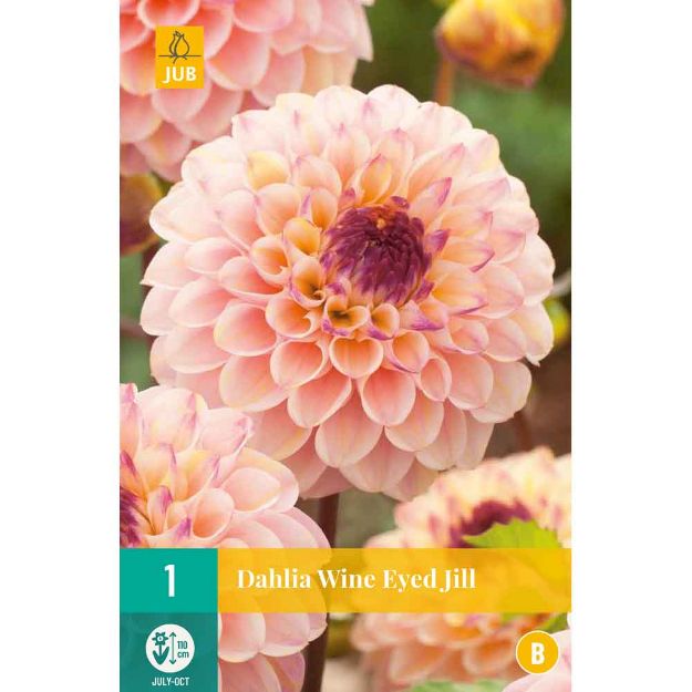 Image de 1 bulbe de fleur de dahlia wine eyed jill