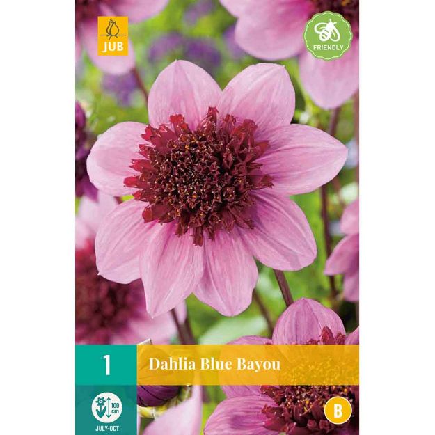 Image de 1 bulbe de fleur de dahlia blue bayou