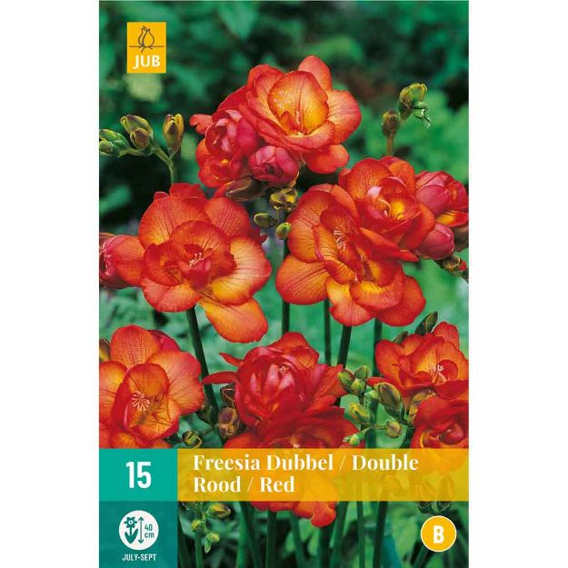 Image de 15 bulbes de fleurs de freesias double rouge